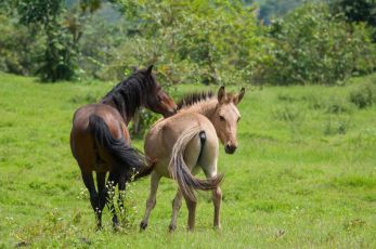 very shy horses in Tierradentro