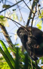 black howler monkey at playa Dominical