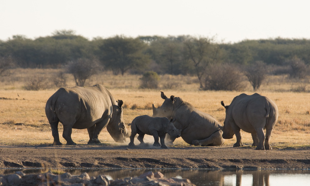 Khama rhino sanctuary