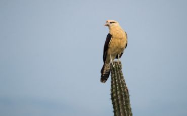 Bird of prey in Tatacoa desert