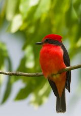 beautiful tiny red bird in Tierradentro
