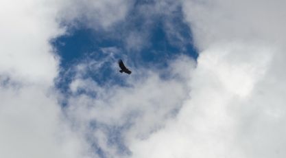 our first Condor in the sky !