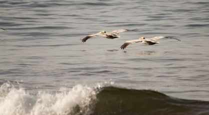 Pelicans performing a low pass