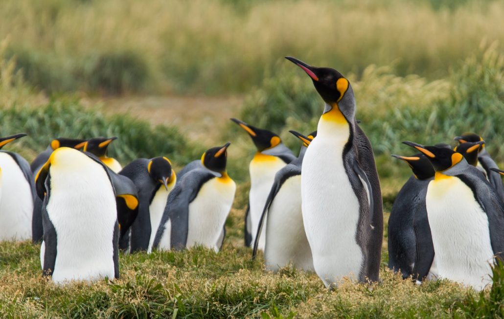 King pinguins